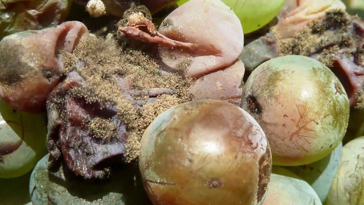 Támad a szürkepenész!