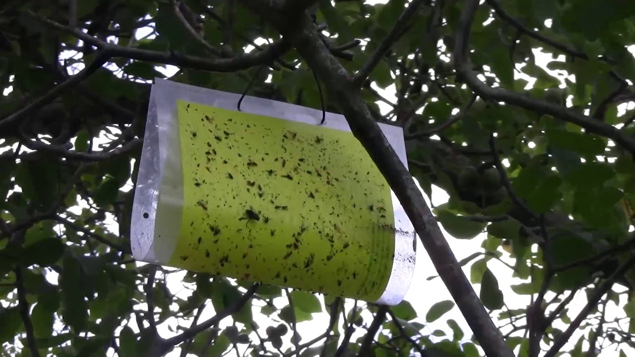 Növényvédelmi előrejelző eszközök leszerelése