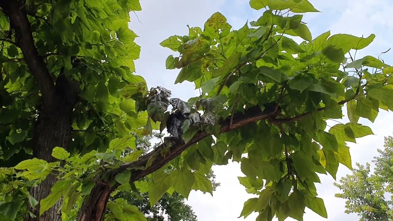 Szivarfa válasza az aszályra és a forróságra