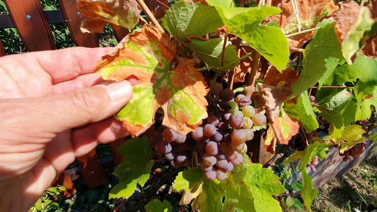 Szőlő korai tőkeelhalása (ESCA)