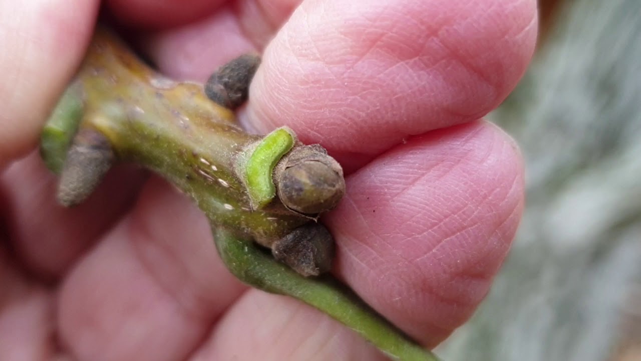 Őszi lemosó permetezés