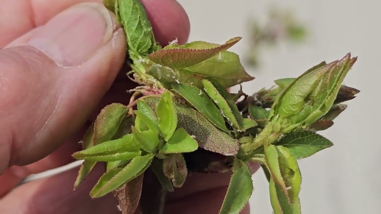 Mit jeleznek a hangyák a kajszin tavasszal?