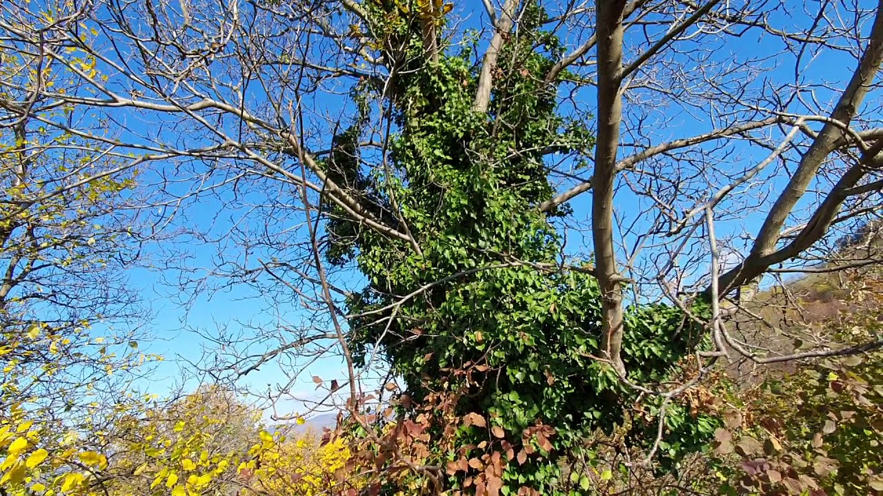 Engedjük-e a borostyánt a fára felfutni?