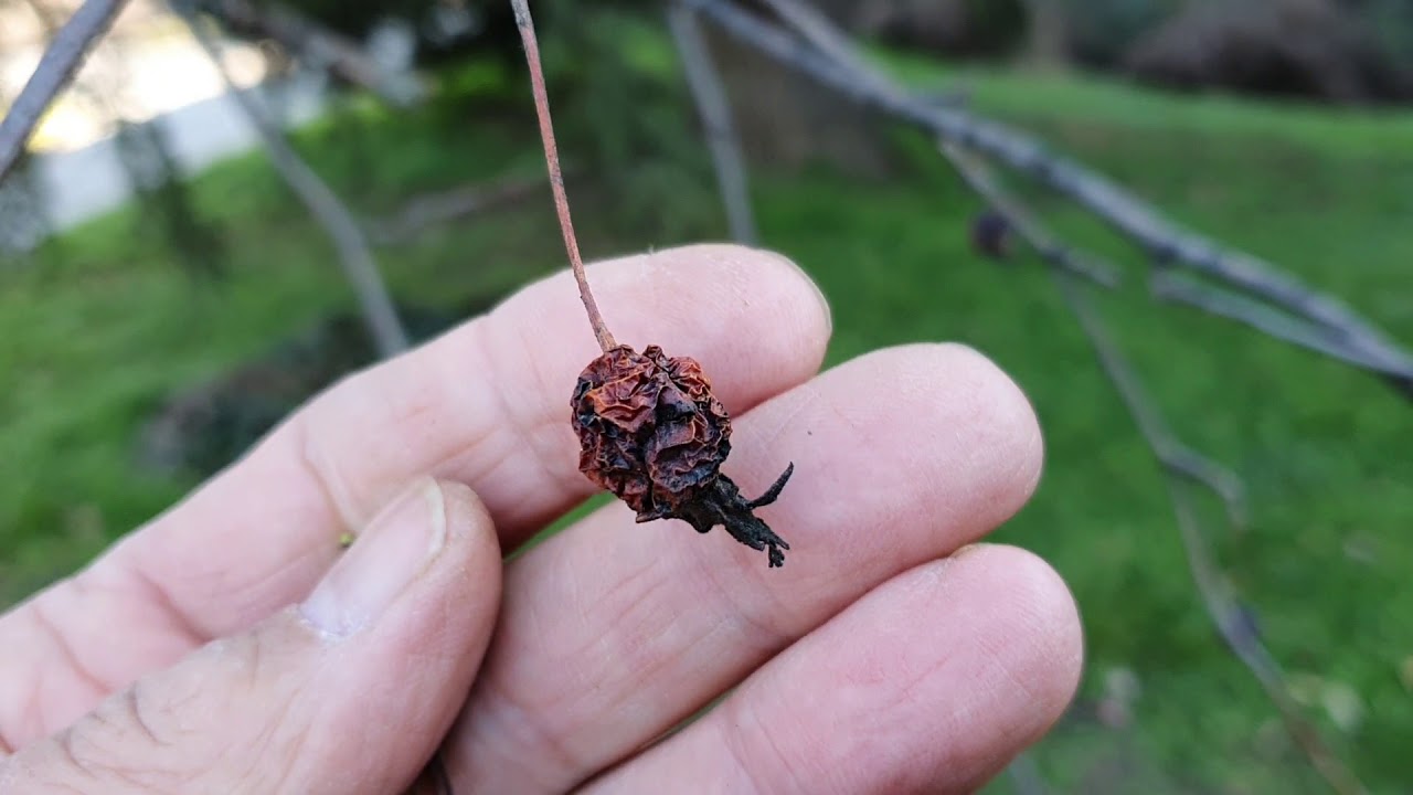 Megmaradt termések a díszfákon