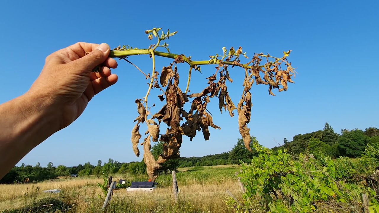 Eső után támad a gomba