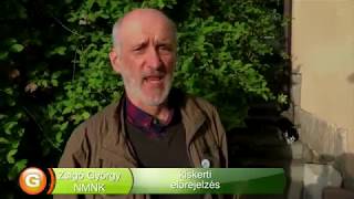 Webes feromon csapda megfigyelés