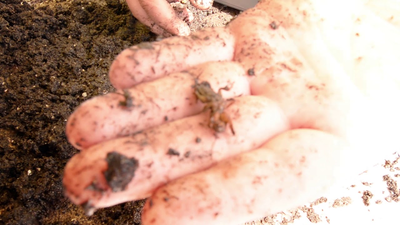 Nemastar lótücsök elleni bio rovarölő szer - kísérlet ellenőrzése IV. rész