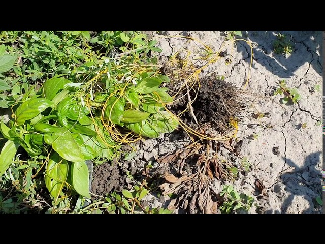 Aranka, az egyik legveszélyesebb gyomnövény