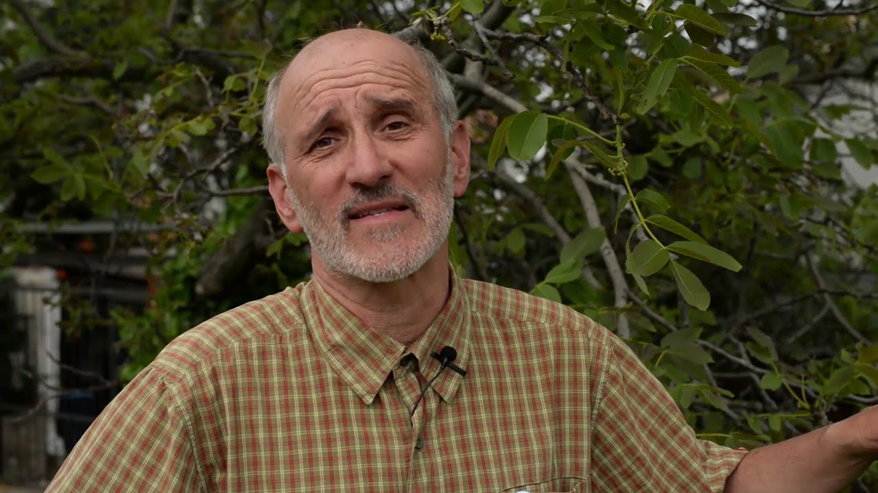 Zsigó György - Nemezes gubacs atka