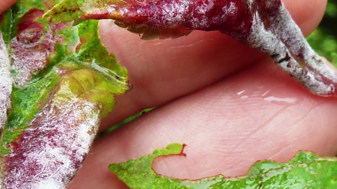 Az almalisztharmat első tünetei