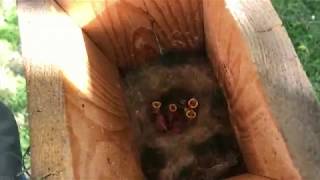 Kiskerti növényvédelem : a kiskerti madarak hasznossága