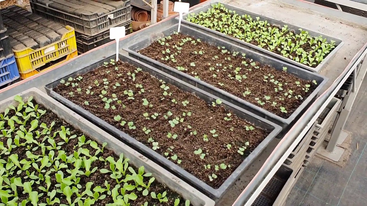 Palántadőlés elleni védekezés lehetősége