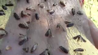 Az almafák növényvédelmi helyzete, augusztus elején