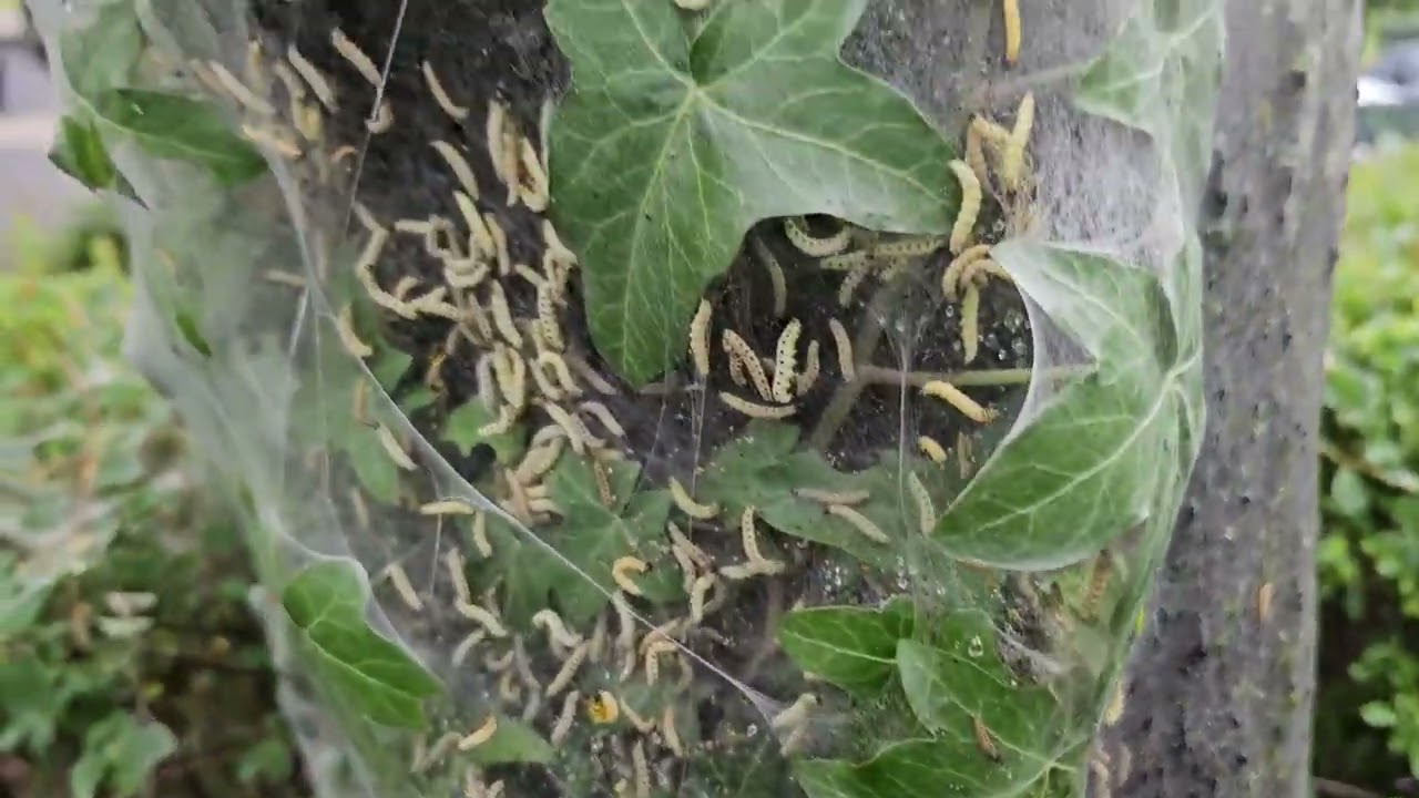 Pókhálós moly tarrágása zselnice meggyen