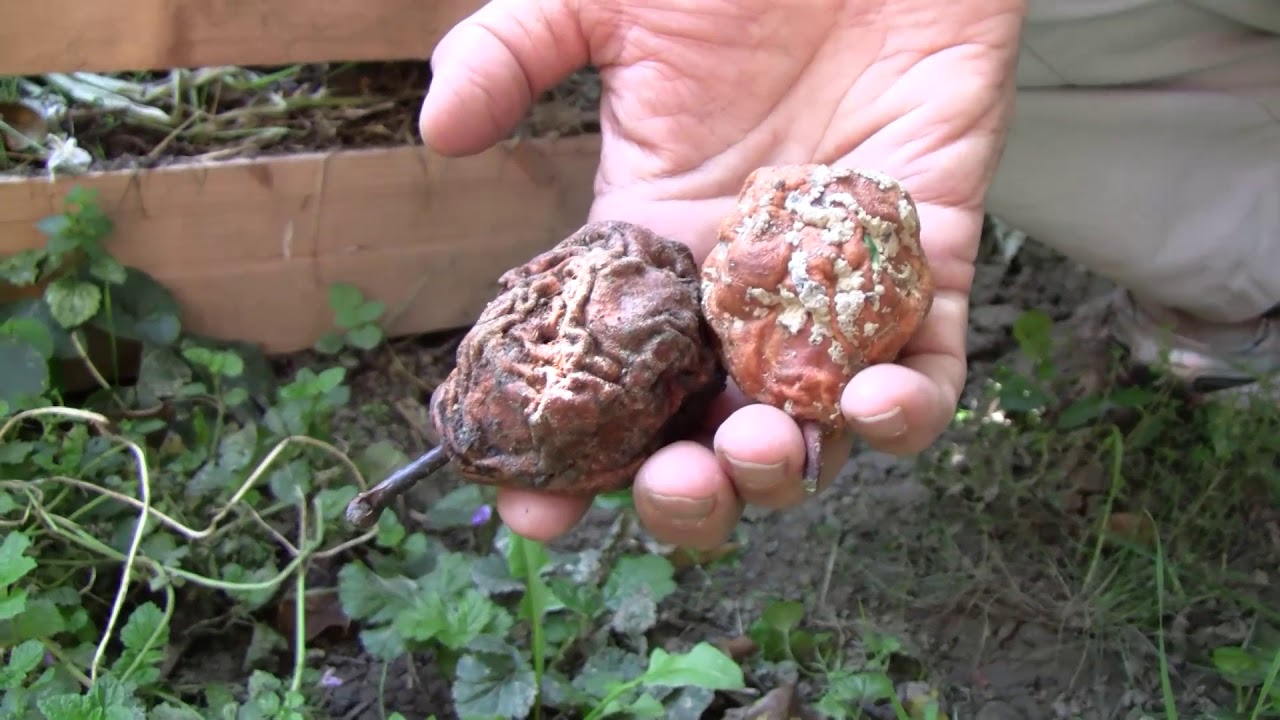 A komposztálás hibái