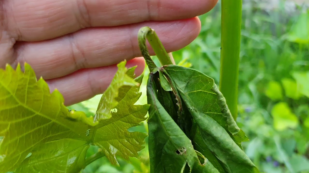 Sodródik a szőlő levele