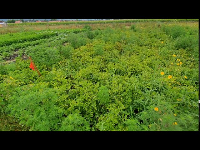 Burgonyavész vagy fitoftóra