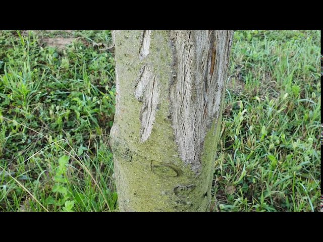 Vadkár a gyümölcsösben