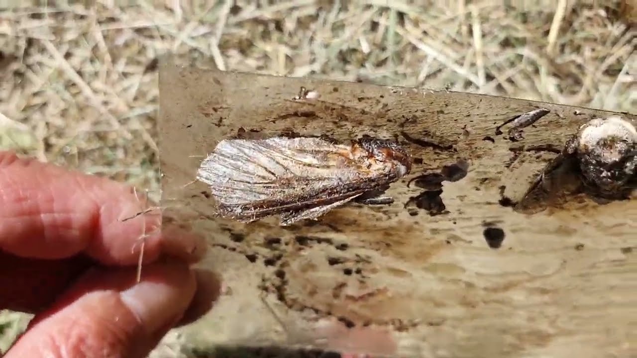 Két kevésbé ismert alma kártevő, nagy farontó és szitkár