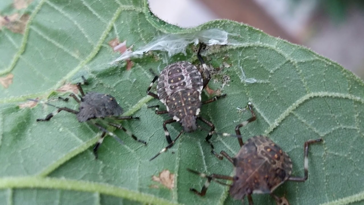 A zöld vándorpolosoka és az ázsiai márványospoloska kártétele