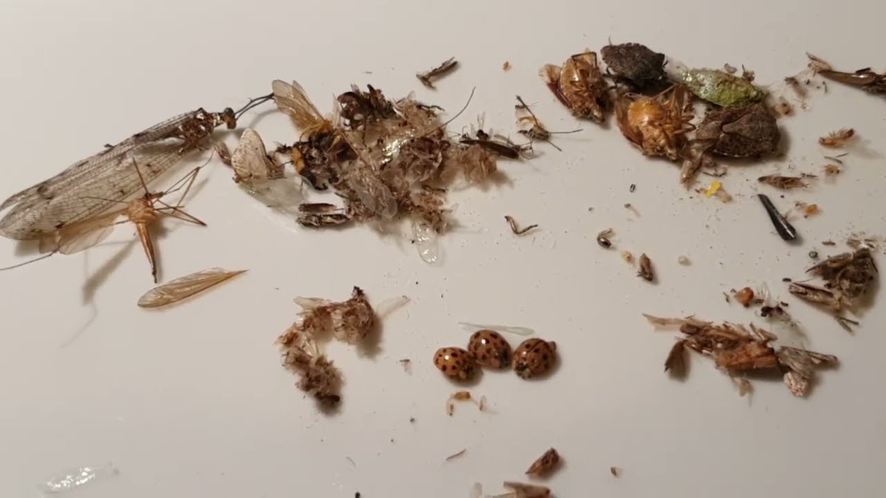 Milyen egy növényorvos ha otthon takarít?