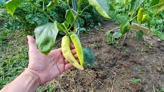 Miért fontos a megbízható helyről történő vásárlás?