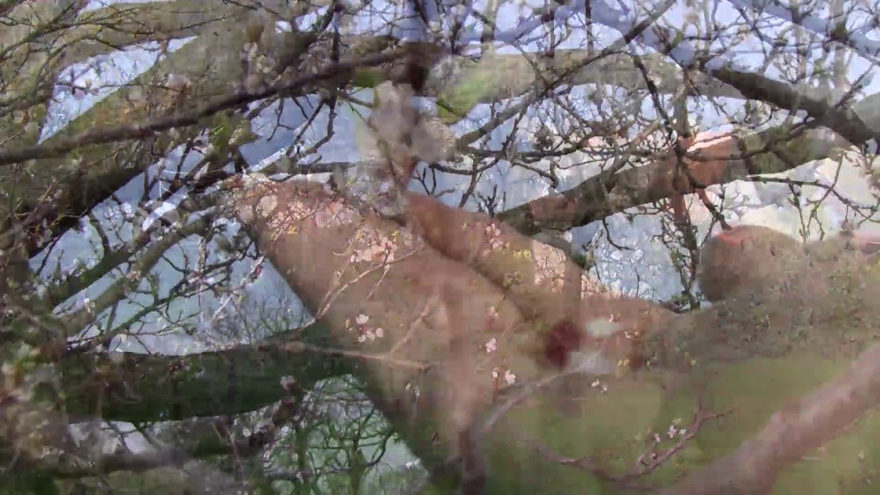 A kajszi virágfertőző moníliája és a védekezés lehetőségei