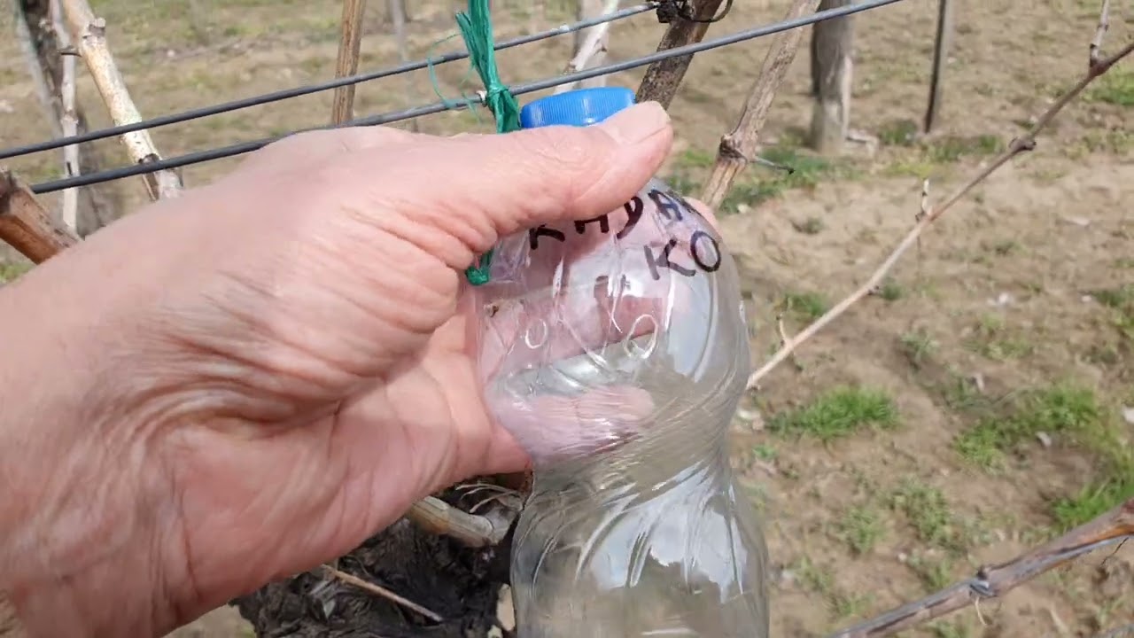 Már most csapdázzák a muslicákat az ültetvénybe