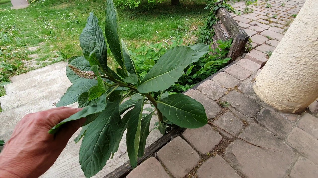 Alkörmös és  egy kis gyom történelem