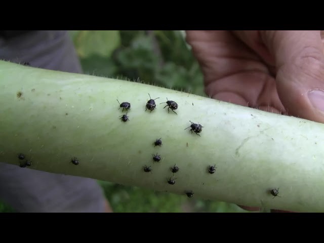 A zöldségágyás késő nyári problémái