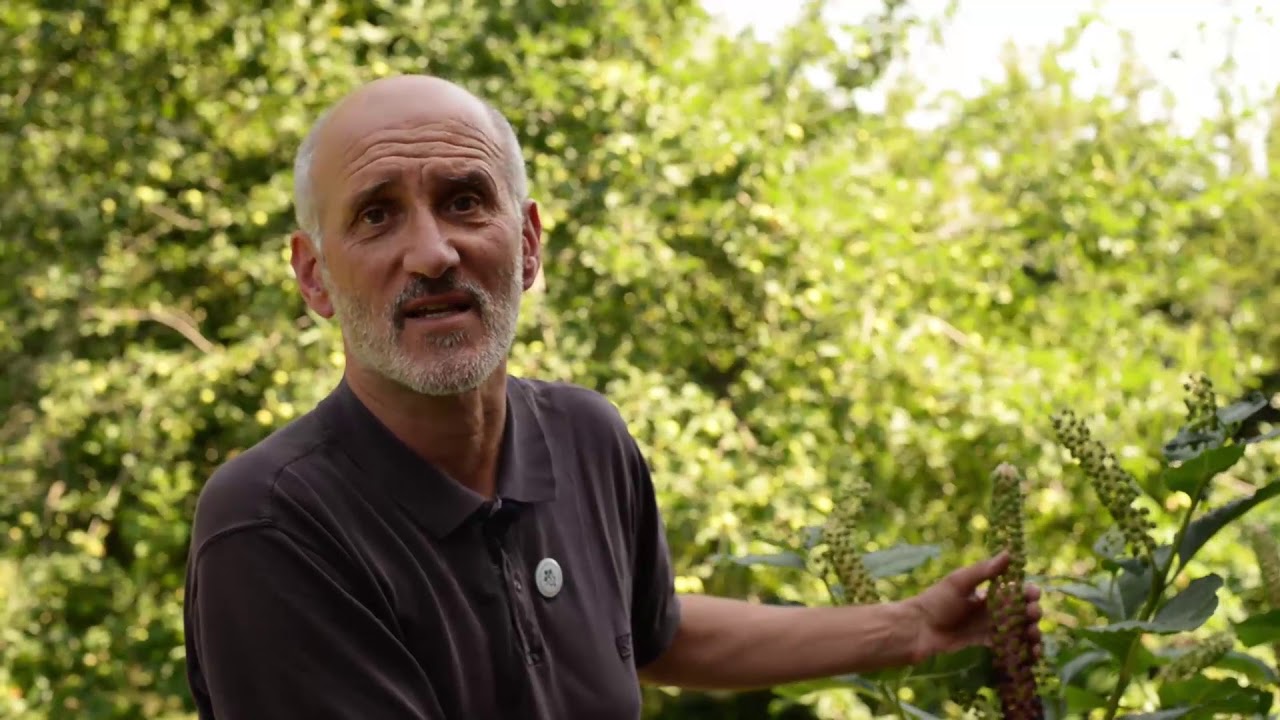 Invazív gyomok - Alkörmös