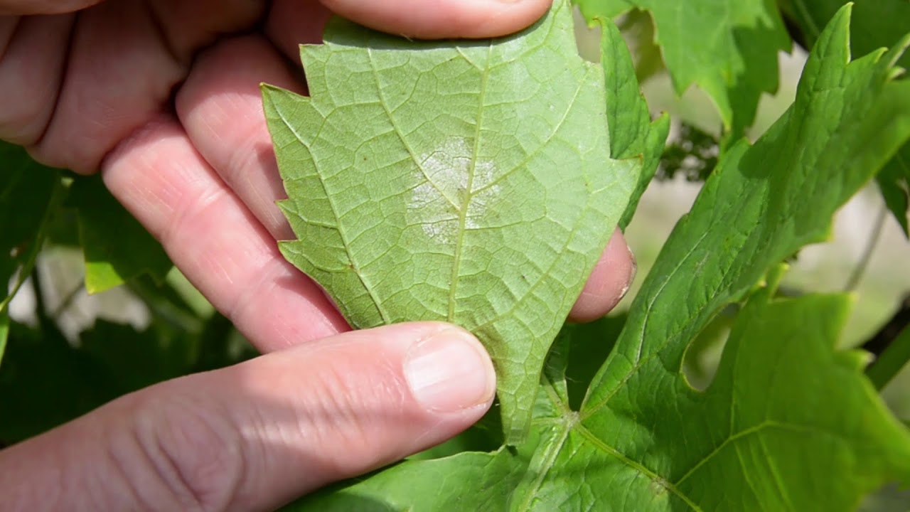 Szőlőben a lisztharmat mellett megjelent a peronoszpóra is