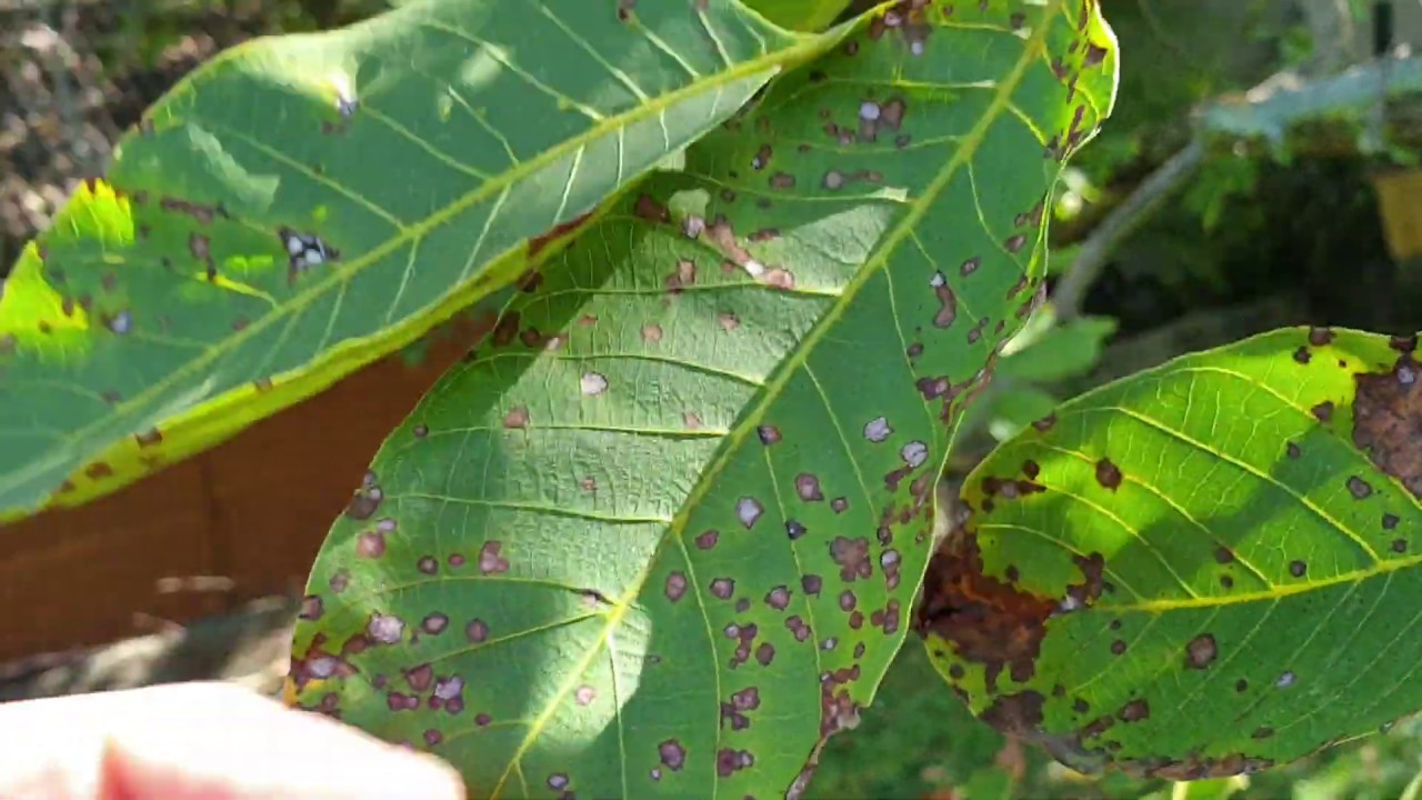 Dió gnomoniás betegség