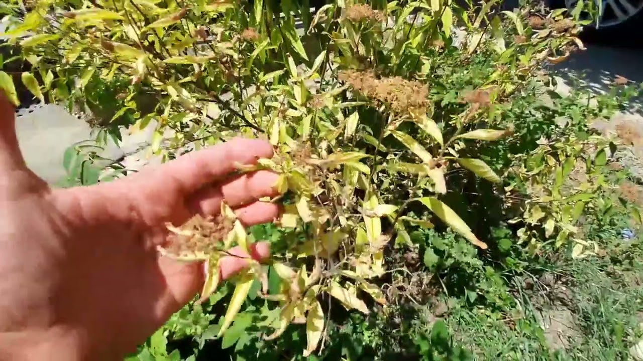 Extrém napsütés hatása a növényekre