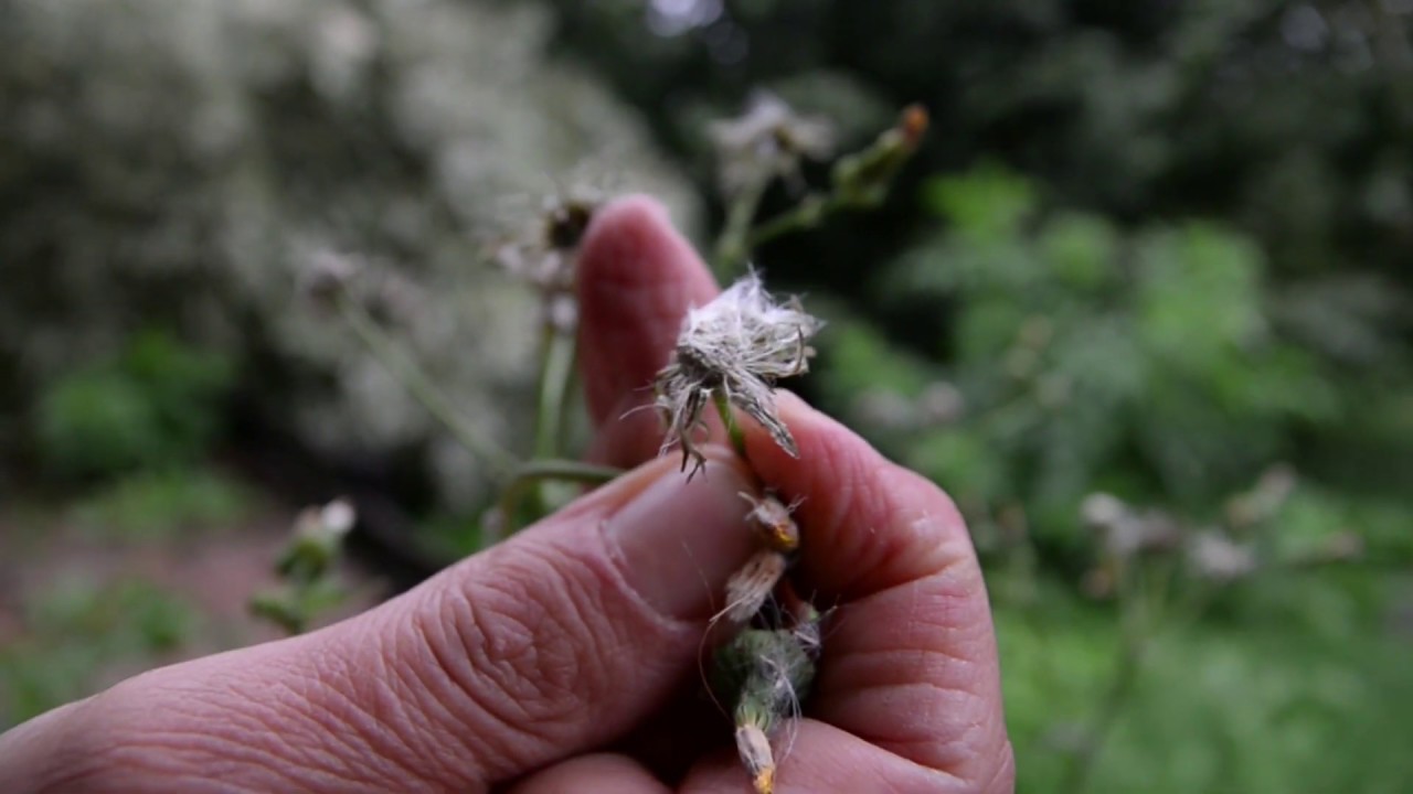 A parlagfű virágzása