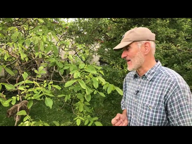 Kiskerti növényvédelem: Dió