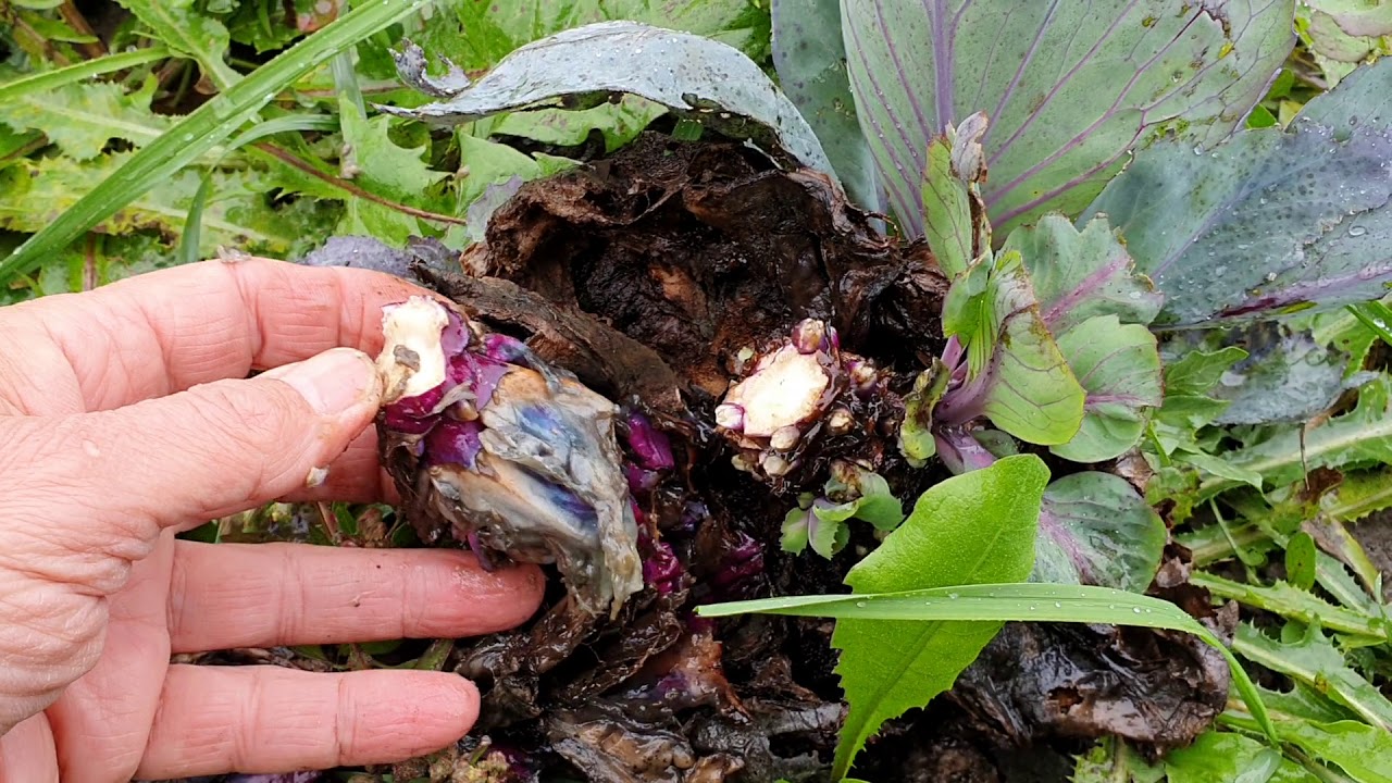 Tipp a téli mulcsos talajtakaráshoz