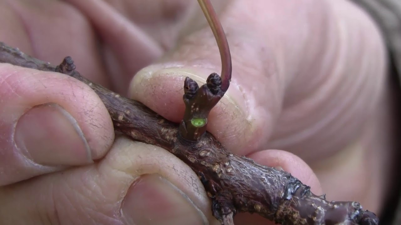 Az őszi lemosó permetezés