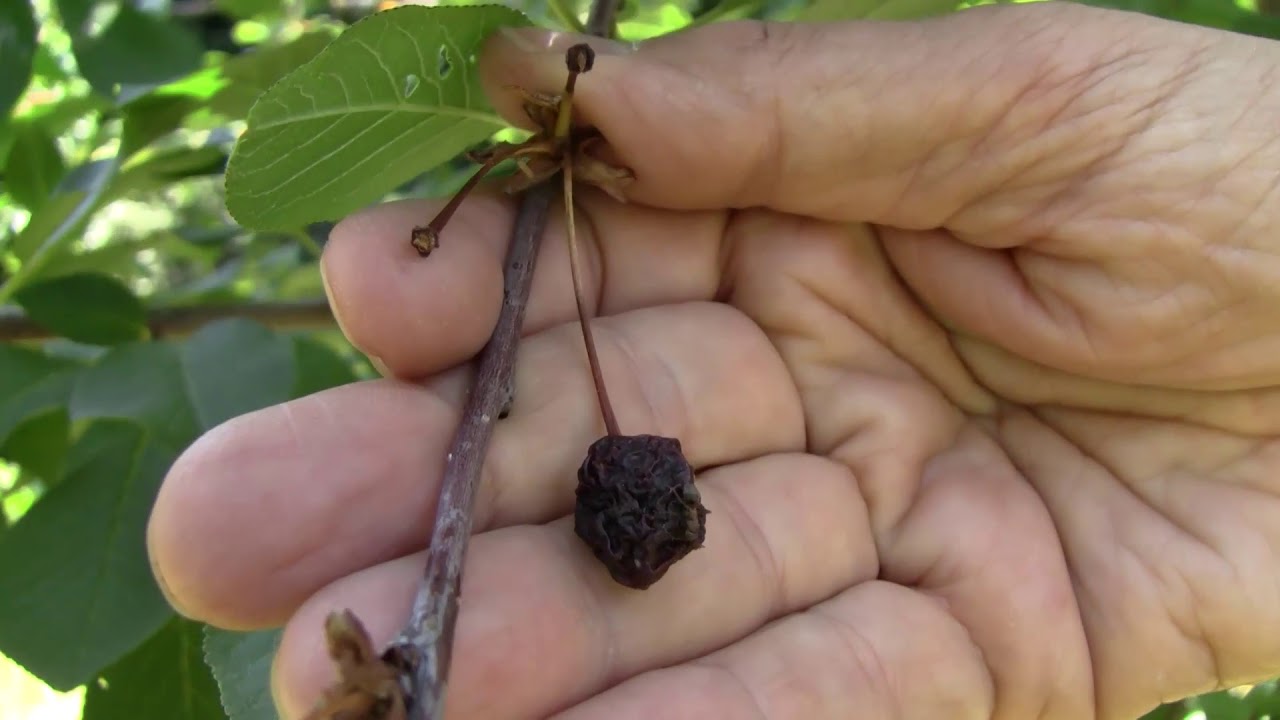 Előzzük meg a meggyfákon a gyümölcsmúmiák kialakulását