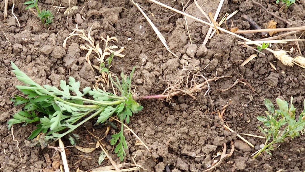 Parlagfű fertőzésről és a védekezésről II.