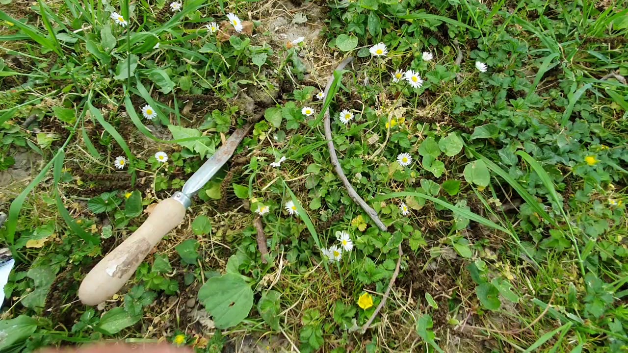 Gyep gyomírtás praktikák