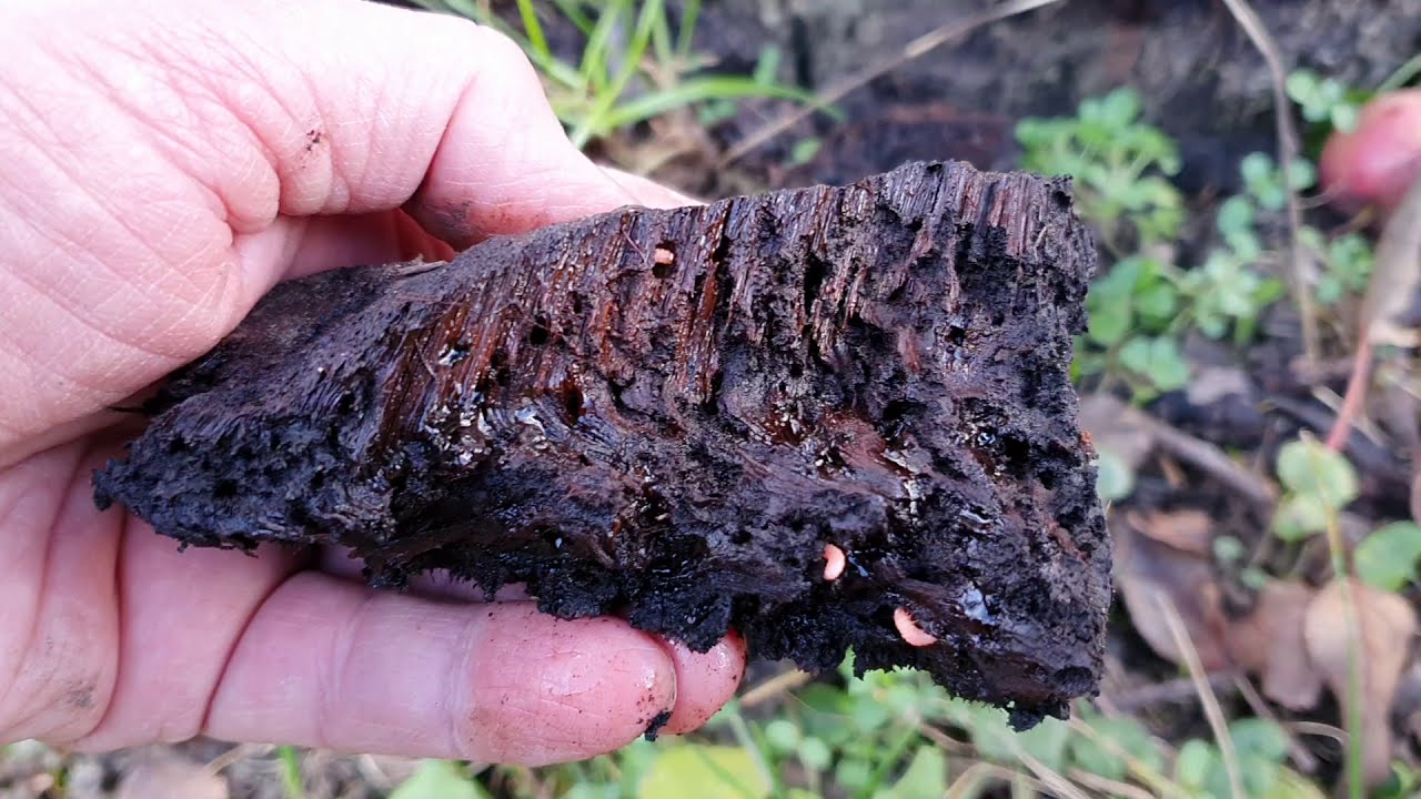 Taplógomba a fatörzsön, mi történt a fámmal?