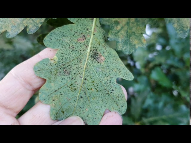 Tölgy új kártevője a csipkéspoloska