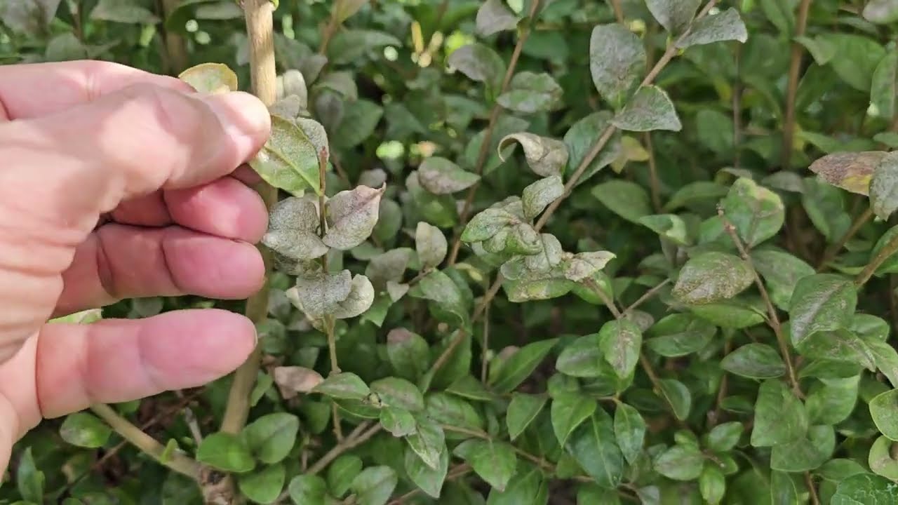 Fagyaltripsz kártétele