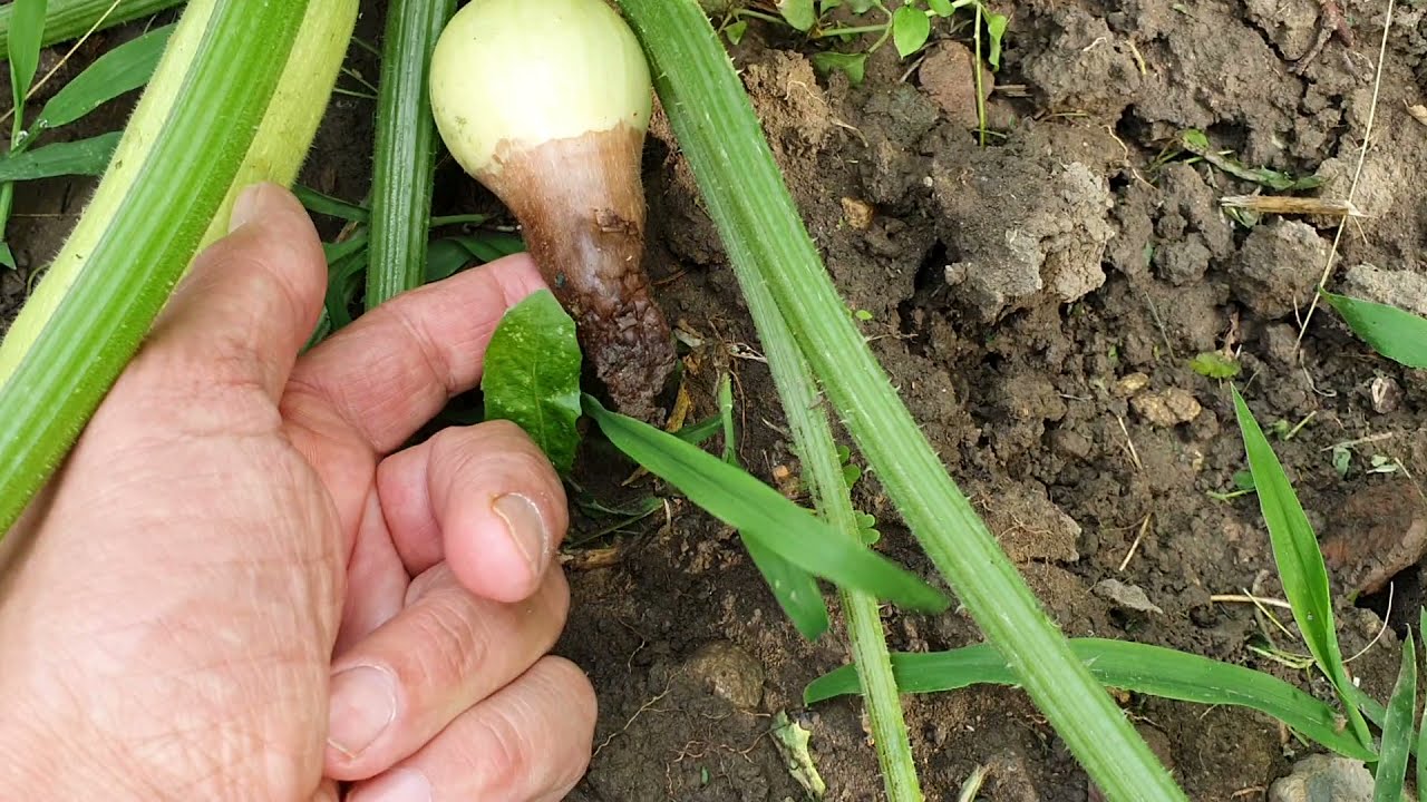 Csúcsrothadás avagy a Ca-hiány tünete a termésen