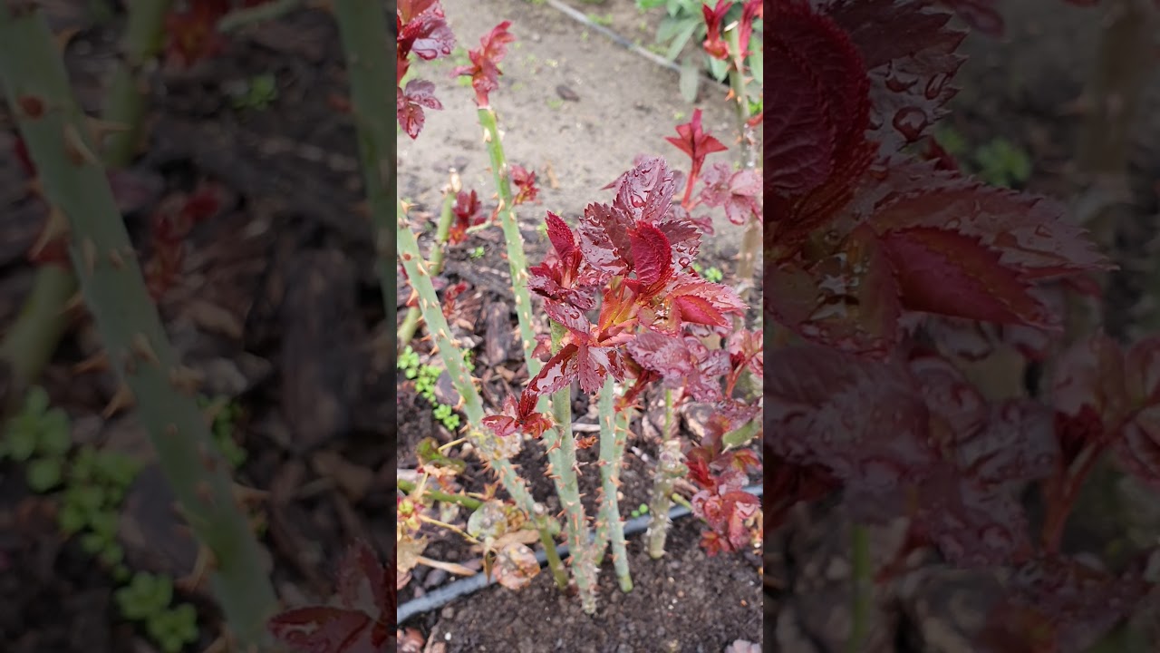 Indul a rózsa védelme