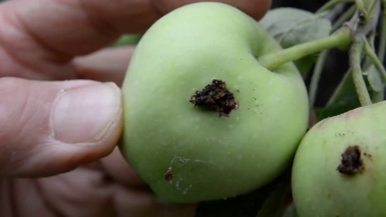 Gyümölcsfák júliusi növényvédelme