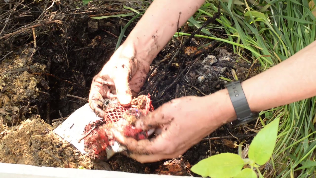 Mennyire bomlik le a gyümölcsmúmia a komposztrakásban?