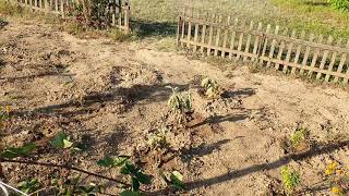 Lehet-e öntözés nélkül zöldséget termeszteni?