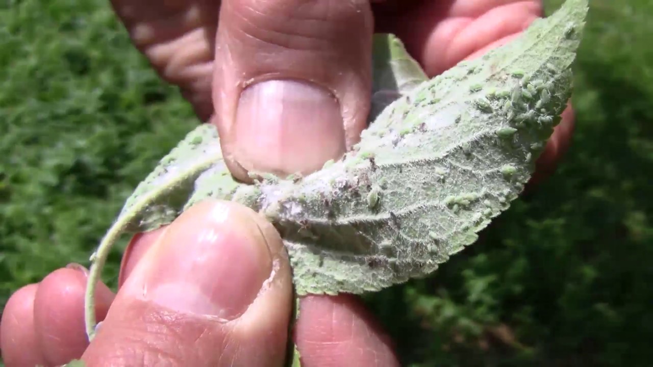 Szilva: támad a levéltetű és a szilvamoly